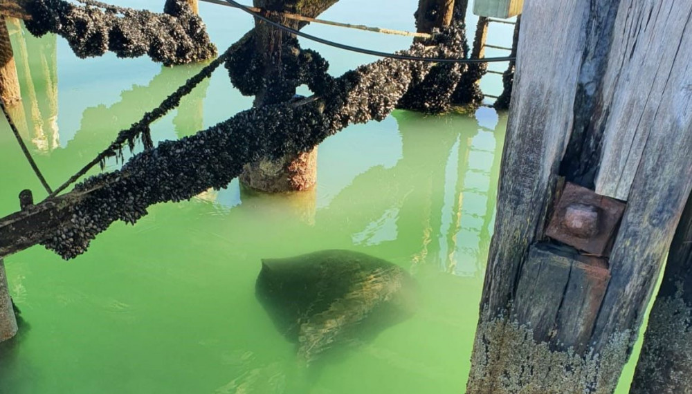 Stingray under the wharf in Akaroa Harbour, New Zealand